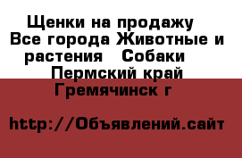 Щенки на продажу - Все города Животные и растения » Собаки   . Пермский край,Гремячинск г.